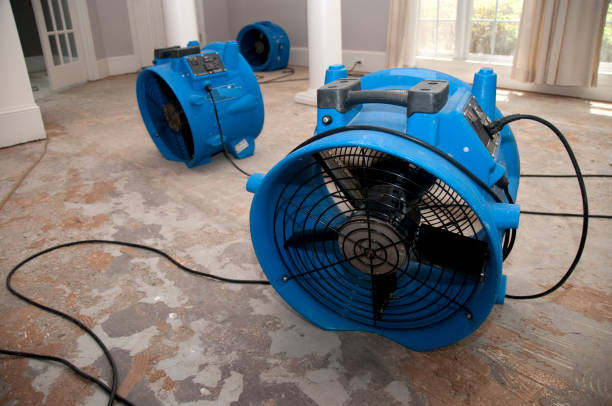 Best Mold removal after water damage  in Margate City, NJ